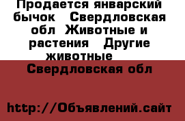 Продается январский бычок - Свердловская обл. Животные и растения » Другие животные   . Свердловская обл.